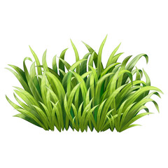 green grass isolated on white