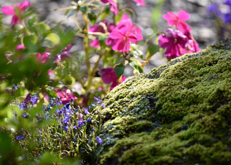 flowers in the forest