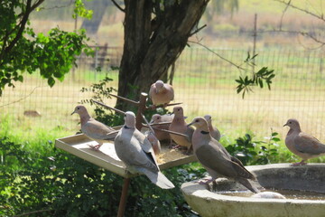 A closeup photograph of a flock of doves and finches eating wild bird seed from a spiked metal bird feeder in a garden with trees and green grass and plants in the background, in South Africa 