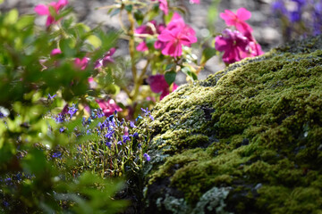 Obraz premium flowers on the ground