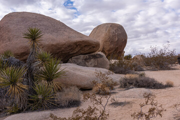 Joshua Tree National Park, CA, USA - December 30, 2012: Closeup of helmet shaped beige boulder behind Mojave Yucca in sand under thick blue cloudscape.