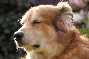 Portraitaufnahme von einem Mischlingshund aus Rumänien im Garten zur Frühlingszeit