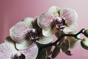Close-up of an orchid (Phalaenopsis), with yellow and pink petals. Film grain added.