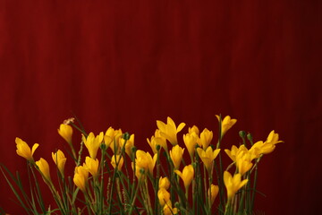 Flower- Zephyranthes Citrina beautiful background for seasons greetings. Beautiful background of yellow flower for seasons greetings © Jaideep