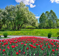 Spring city park with blossoming apple tree, red tulips blooming on flowerbed and yellow dandelions flowering on lawn in green grass. Cosy corner of urban nature in springtime - beauty and freshness