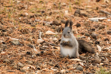a small squirrel on the ground covered with pine needles holds food in its paws
