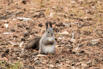 a gray squirrel sits on the ground with its legs folded in front of it