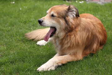 Fototapeta na wymiar Portraitaufnahme von einem Mischlingshund aus Rumänien im Garten zur Frühlingszeit