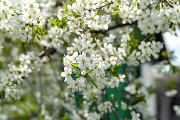 Flowering apple tree. Blossoming apple tree branches background, selective soft focus. Space for text. Template for postcards.