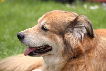 Portraitaufnahme von einem Mischlingshund aus Rumänien im Garten zur Frühlingszeit