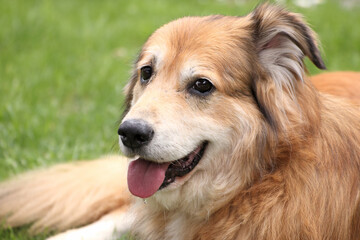 Portraitaufnahme von einem Mischlingshund aus Rumänien im Garten zur Frühlingszeit