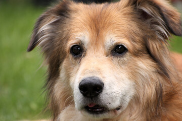 Portraitaufnahme von einem Mischlingshund aus Rumänien im Garten zur Frühlingszeit