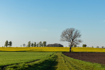 tree in the yellow, green and brown field in spring