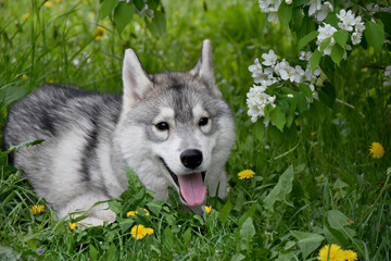 gray top hid in the grass in the spring flowering forest 