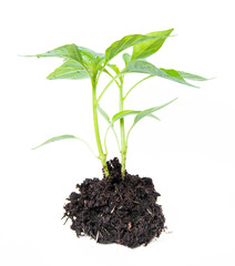 Small seedling of chili peppers with a root cover and soil. Isolated on white background.
