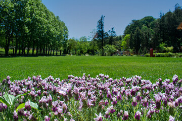 Obraz premium Colorful flowers in a lush large park. A city park with grown trees. Selective focus.