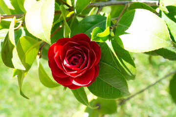 Bright red flowers of camellia. Half light red camellia flower. Red flower contrasting against the...