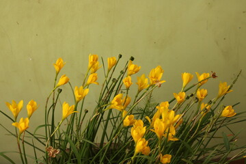Flower- Zephyranthes Citrina beautiful background for seasons greetings. Beautiful background of yellow flower for seasons greetings © Jaideep