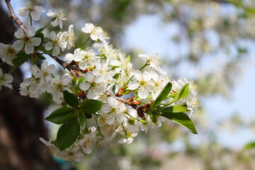 Beautiful white flowers on a cherry branch. Flowering. Close-up. Selective focus. Background. Scenery.
