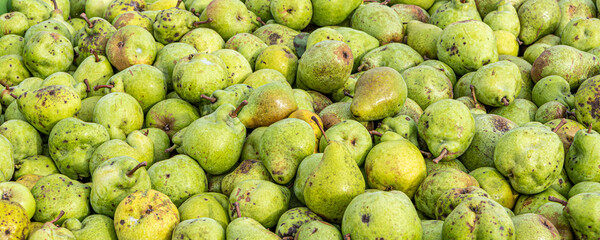 Many Ripe fall pears in a container in autumn