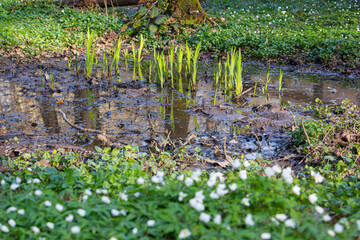 a small swamp in the forest, the formation of swamps, ecology.
