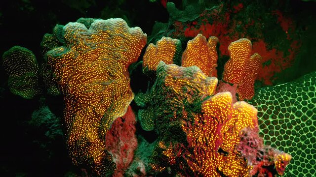 Night seascape under ultraviolet light with fluorescent coral in coral reef of Caribbean Sea, Curacao