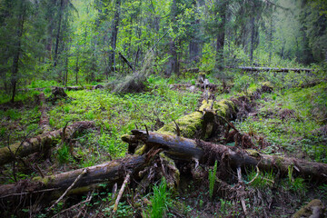 Beautiful old forest. Background. Scenery.
