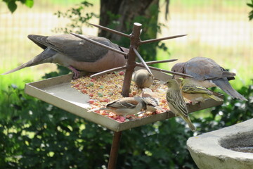 A closeup photograph of a flock of doves and finches eating wild bird seed from a spiked metal bird feeder in a garden with trees and green grass and plants in the background, in South Africa 