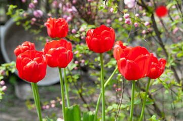 Fototapeta premium Red tulips. Red ripe tulips against a background of garden plants, selective soft focus with bokeh elements.