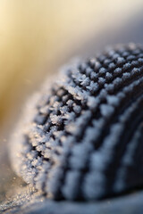 Muschel mit Frost