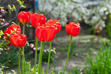 Obraz premium Red tulips. Red tulips on a background of green plants, selective soft focus with bokeh elements. Copy space.