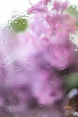 light background wallpaper watercolor lilac drops on glass greenhouse