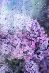 light background wallpaper watercolor lilac drops on glass greenhouse