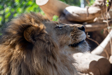 lion in zoo