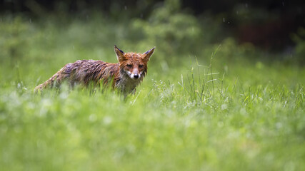 Soaked red fox, vulpes vulpes, looking on grassland in rainy summer day. Wet mammal standing on meadow during drizzle nature. Orange predator watching on green field in storm.