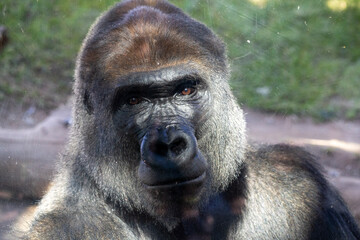 Gorilla Poirtrait
