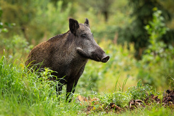 Adult wild boar, sus scrofa, with wet fur standing alone in the green forest. Attentive swine observing fresh woodland. Concentrated hog with big snout in its natural habitat with copy space.