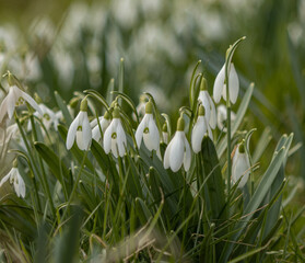 przebiśnieg / snowdrop