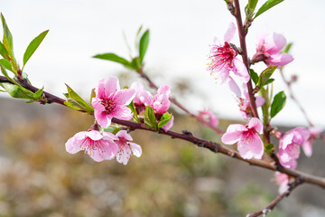 Peach blossom. Close-up of beautiful pink peach flowers on branches against the sky, selective soft focus. Abstract natural background.