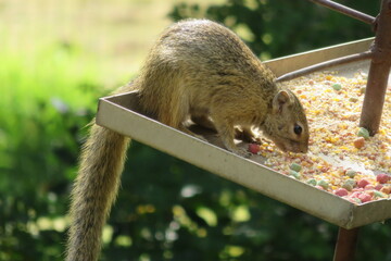 Closeup photograph of a cute yellow squirrel animal eating seeds from a metal bird feeder with a lush green garden in the background