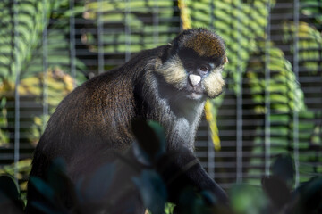 close up of a tamarin