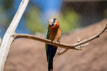 blue and yellow macaw