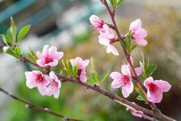 Obraz premium Peach blossom. Close-up of fragrant pink peach blossoms against a background of green foliage, selective soft focus with bokeh elements. Natural background.