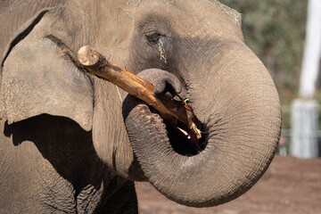 elephant in the zoo