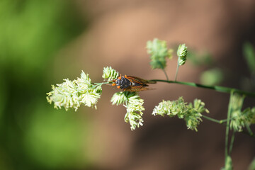 Beautiful Brood X 17 Year Periodic Cicada on a plant with green background.. Macro Close-up. No People