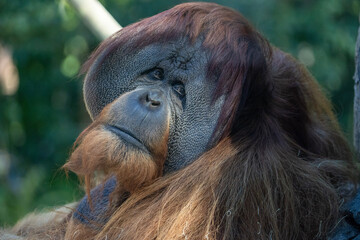Orangutan portrait