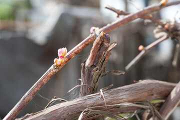 Grape bud. Close-up of the beginning of blooming grape flowers in spring, opening leaves, selective soft focus with bokeh elements.