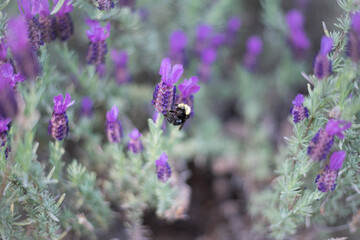 Bumble bee on colorful blooming lavender flower