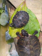 Two little turtles in the water 