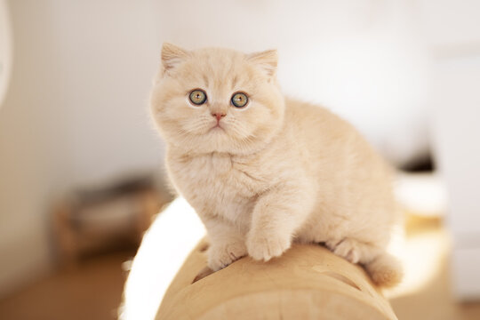 Extram niedliches Katzenbaby BKH Kitten ganz vertr&auml;umt